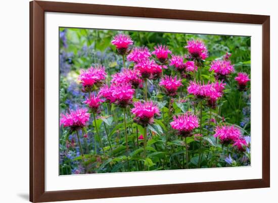 USA, Washington State, Sammamish and our garden with pink Bee Balm.-Sylvia Gulin-Framed Photographic Print