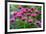 USA, Washington State, Sammamish and our garden with pink Bee Balm.-Sylvia Gulin-Framed Photographic Print