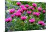 USA, Washington State, Sammamish and our garden with pink Bee Balm.-Sylvia Gulin-Mounted Photographic Print