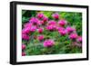 USA, Washington State, Sammamish and our garden with pink Bee Balm.-Sylvia Gulin-Framed Photographic Print