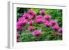 USA, Washington State, Sammamish and our garden with pink Bee Balm.-Sylvia Gulin-Framed Photographic Print