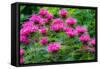 USA, Washington State, Sammamish and our garden with pink Bee Balm.-Sylvia Gulin-Framed Stretched Canvas