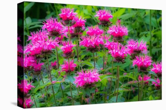 USA, Washington State, Sammamish and our garden with pink Bee Balm.-Sylvia Gulin-Stretched Canvas