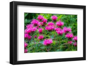 USA, Washington State, Sammamish and our garden with pink Bee Balm.-Sylvia Gulin-Framed Photographic Print