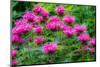 USA, Washington State, Sammamish and our garden with pink Bee Balm.-Sylvia Gulin-Mounted Photographic Print