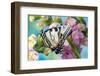 USA, Washington State, Sammamish. Eastern tiger swallowtail butterfly on Snapdragon-Darrell Gulin-Framed Photographic Print