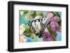 USA, Washington State, Sammamish. Eastern tiger swallowtail butterfly on Snapdragon-Darrell Gulin-Framed Photographic Print