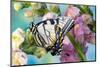 USA, Washington State, Sammamish. Eastern tiger swallowtail butterfly on Snapdragon-Darrell Gulin-Mounted Photographic Print