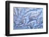 USA, Washington State, Sammamish. Frost on auto window-Darrell Gulin-Framed Photographic Print