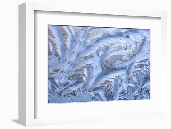 USA, Washington State, Sammamish. Frost on auto window-Darrell Gulin-Framed Photographic Print