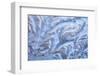 USA, Washington State, Sammamish. Frost on auto window-Darrell Gulin-Framed Photographic Print