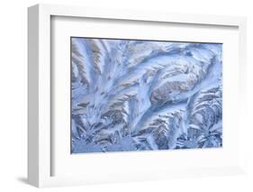 USA, Washington State, Sammamish. Frost on auto window-Darrell Gulin-Framed Photographic Print