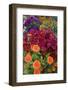 USA, Washington State, Sammamish. Garden with summer annual flowers, with zinnias and coleus,-Darrell Gulin-Framed Photographic Print