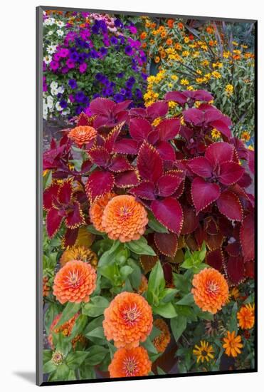 USA, Washington State, Sammamish. Garden with summer annual flowers, with zinnias and coleus,-Darrell Gulin-Mounted Photographic Print