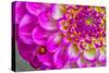 Usa, Washington State, Sammamish. Ladybug on a Dahlia-Hollice Looney-Stretched Canvas