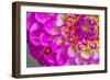 Usa, Washington State, Sammamish. Ladybug on a Dahlia-Hollice Looney-Framed Photographic Print