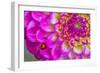 Usa, Washington State, Sammamish. Ladybug on a Dahlia-Hollice Looney-Framed Photographic Print