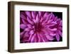 USA, Washington State, Sammamish, Pink Flower, Digitally Altered-Hollice Looney-Framed Photographic Print