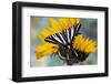 USA, Washington State, Sammamish. Zebra swallowtail butterfly on sunflower-Darrell Gulin-Framed Photographic Print