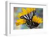 USA, Washington State, Sammamish. Zebra swallowtail butterfly on sunflower-Darrell Gulin-Framed Photographic Print