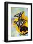 USA, Washington State, Sammamish. Zebra swallowtail butterfly on sunflower-Darrell Gulin-Framed Photographic Print