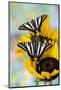 USA, Washington State, Sammamish. Zebra swallowtail butterfly on sunflower-Darrell Gulin-Mounted Photographic Print