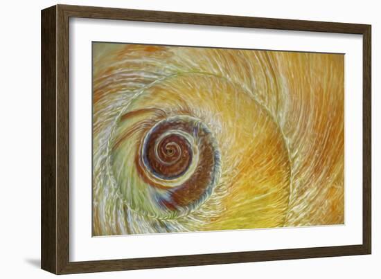 USA, Washington State, Seabeck. Abstract of moon snail shell close-up.-Jaynes Gallery-Framed Photographic Print