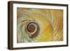 USA, Washington State, Seabeck. Abstract of moon snail shell close-up.-Jaynes Gallery-Framed Photographic Print