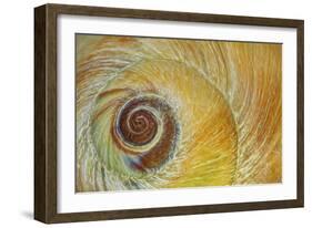 USA, Washington State, Seabeck. Abstract of moon snail shell close-up.-Jaynes Gallery-Framed Photographic Print