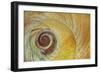 USA, Washington State, Seabeck. Abstract of moon snail shell close-up.-Jaynes Gallery-Framed Photographic Print