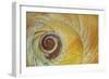 USA, Washington State, Seabeck. Abstract of moon snail shell close-up.-Jaynes Gallery-Framed Photographic Print