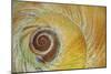 USA, Washington State, Seabeck. Abstract of moon snail shell close-up.-Jaynes Gallery-Mounted Photographic Print