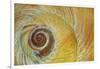 USA, Washington State, Seabeck. Abstract of moon snail shell close-up.-Jaynes Gallery-Framed Photographic Print