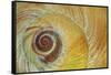 USA, Washington State, Seabeck. Abstract of moon snail shell close-up.-Jaynes Gallery-Framed Stretched Canvas