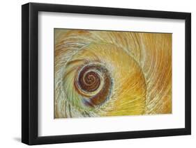 USA, Washington State, Seabeck. Abstract of moon snail shell close-up.-Jaynes Gallery-Framed Photographic Print