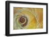 USA, Washington State, Seabeck. Abstract of moon snail shell close-up.-Jaynes Gallery-Framed Photographic Print