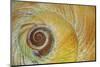 USA, Washington State, Seabeck. Abstract of moon snail shell close-up.-Jaynes Gallery-Mounted Photographic Print