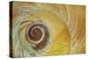 USA, Washington State, Seabeck. Abstract of moon snail shell close-up.-Jaynes Gallery-Stretched Canvas