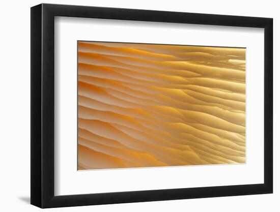 USA, Washington State, Seabeck. Abstract of Mushroom Plant-Don Paulson-Framed Photographic Print