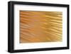 USA, Washington State, Seabeck. Abstract of Mushroom Plant-Don Paulson-Framed Photographic Print