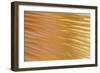 USA, Washington State, Seabeck. Abstract of Mushroom Plant-Don Paulson-Framed Photographic Print