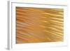 USA, Washington State, Seabeck. Abstract of Mushroom Plant-Don Paulson-Framed Photographic Print