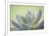 USA, Washington State, Seabeck. Abstract of succulent plant.-Jaynes Gallery-Framed Premium Photographic Print