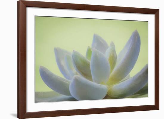 USA, Washington State, Seabeck. Abstract of succulent plant.-Jaynes Gallery-Framed Premium Photographic Print