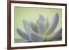 USA, Washington State, Seabeck. Abstract of succulent plant.-Jaynes Gallery-Framed Premium Photographic Print
