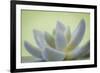 USA, Washington State, Seabeck. Abstract of succulent plant.-Jaynes Gallery-Framed Premium Photographic Print