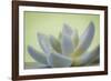 USA, Washington State, Seabeck. Abstract of succulent plant.-Jaynes Gallery-Framed Photographic Print