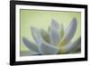 USA, Washington State, Seabeck. Abstract of succulent plant.-Jaynes Gallery-Framed Photographic Print