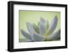 USA, Washington State, Seabeck. Abstract of succulent plant.-Jaynes Gallery-Framed Photographic Print