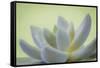 USA, Washington State, Seabeck. Abstract of succulent plant.-Jaynes Gallery-Framed Stretched Canvas